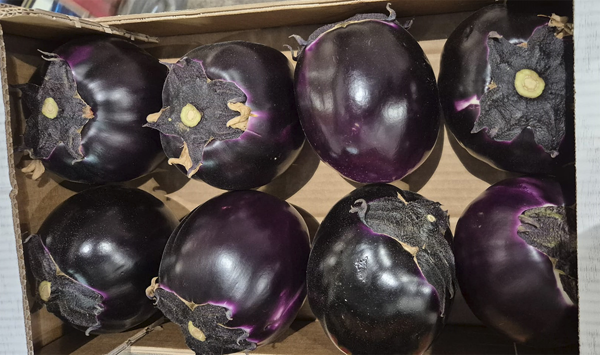 Melanzana viola - Sicilia - 1,50/1,80 euro al chilogrammo